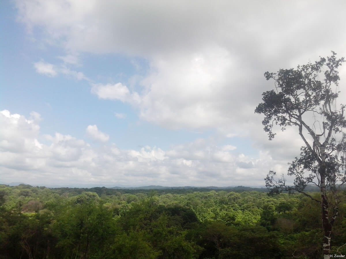 The Bosques De Paz: A Transboundary Oasis Of Biodiversity | LAC Geo